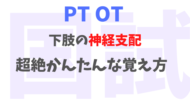 図解 1分で覚える下肢の神経支配の超絶簡単な覚え方 国試対策 花坂かpts